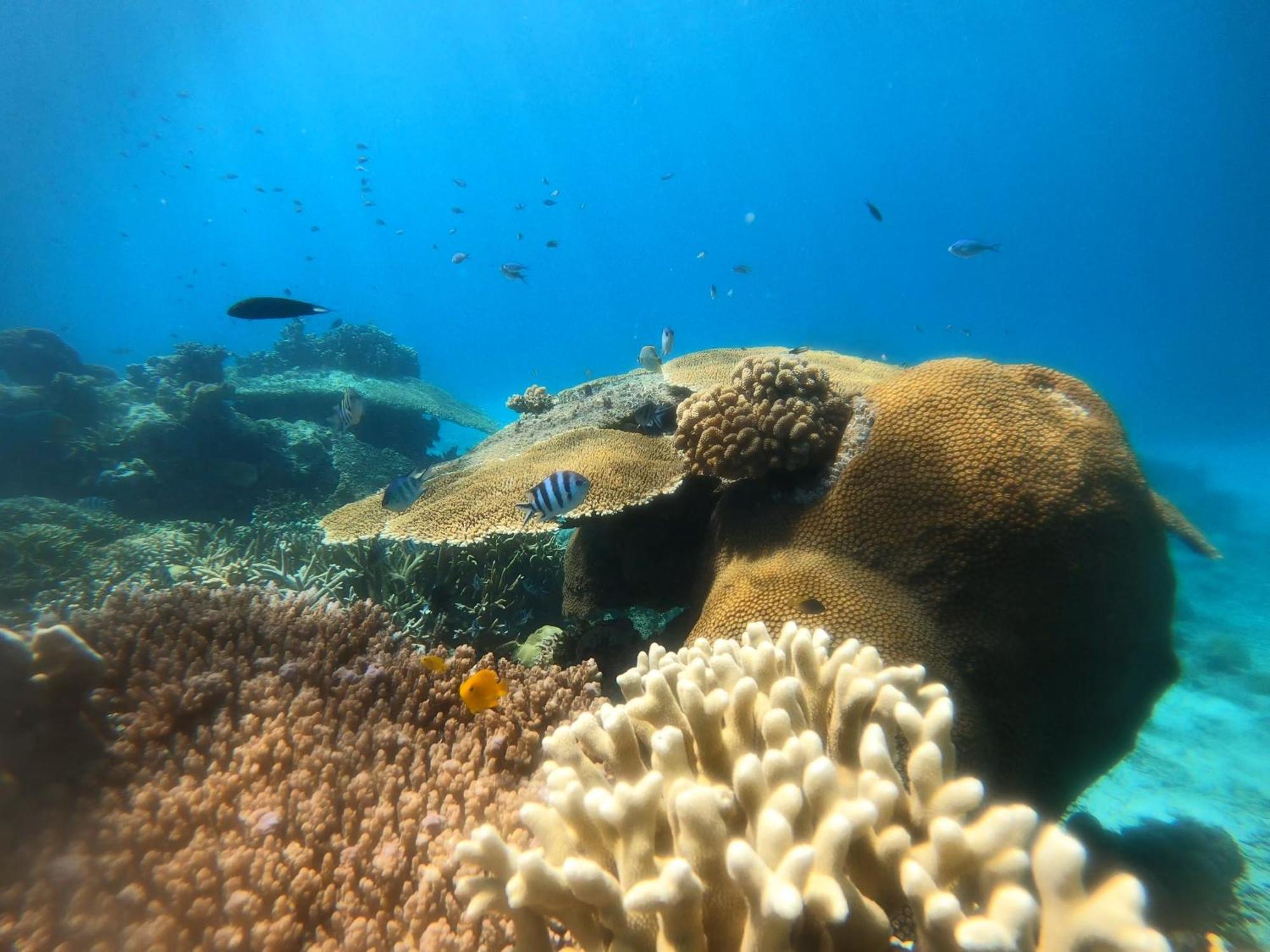 Natuna Dive Resort Ranai Exterior foto
